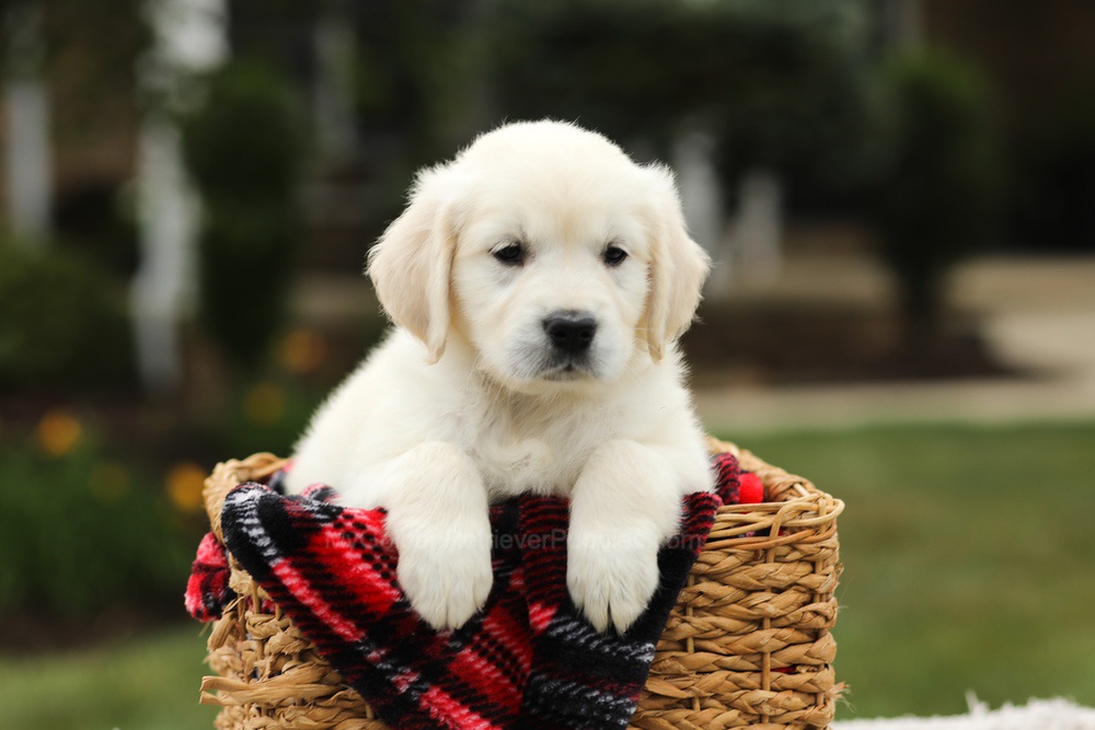 Nora Image of Nora, a Golden Retriever puppy