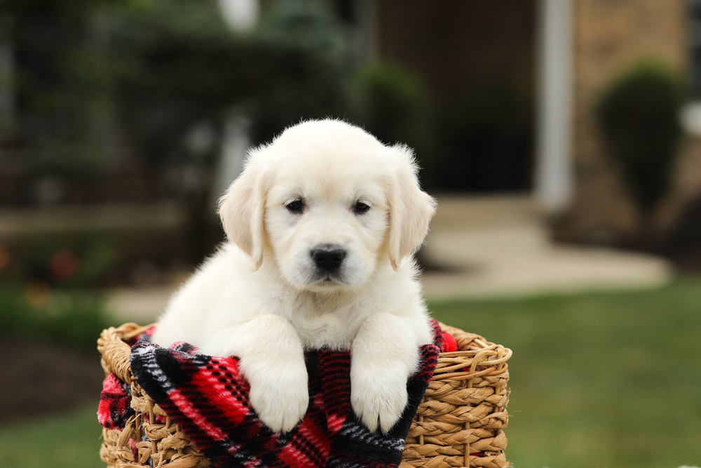 Nora Image of Nora, a Golden Retriever puppy