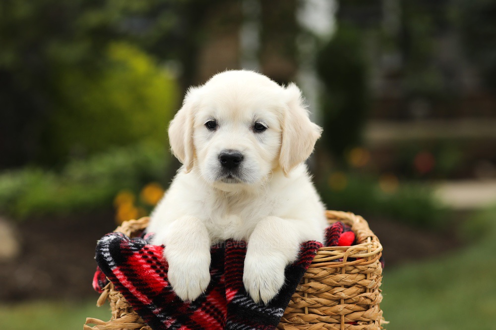 Nora Image of Nora, a Golden Retriever puppy