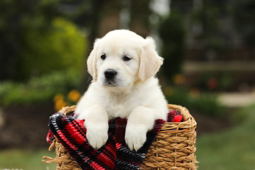 Nora Image of Nora, a Golden Retriever puppy