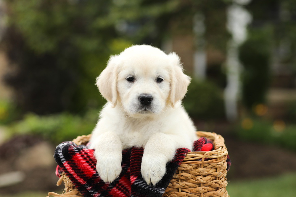 Nora Image of Nora, a Golden Retriever puppy