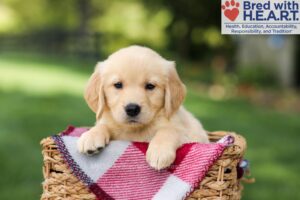 Image of Nova, a Golden Retriever puppy