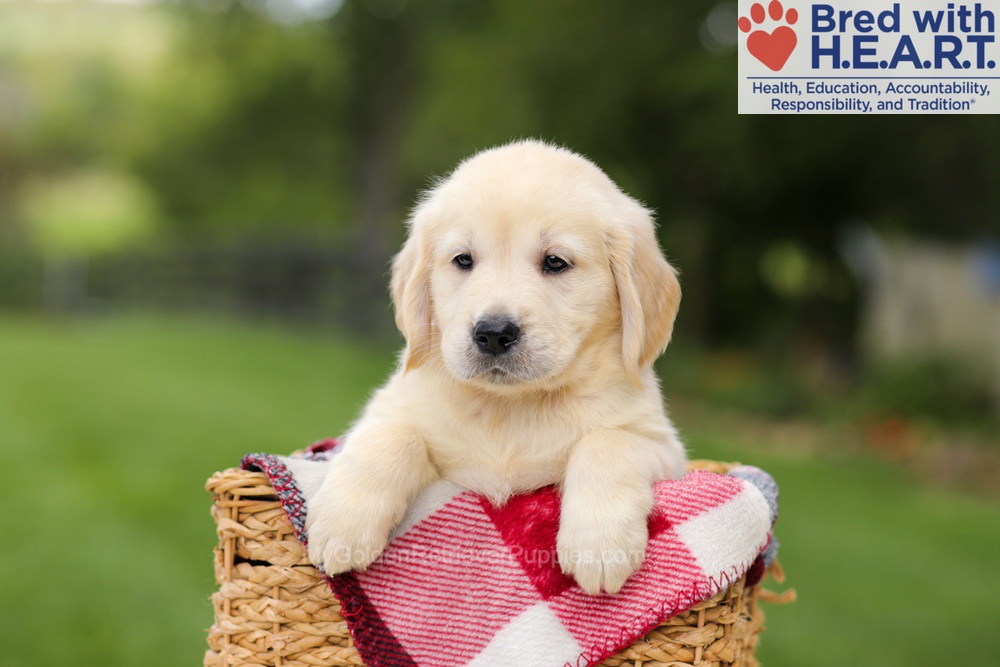 Nuka Image of Nuka, a Golden Retriever puppy