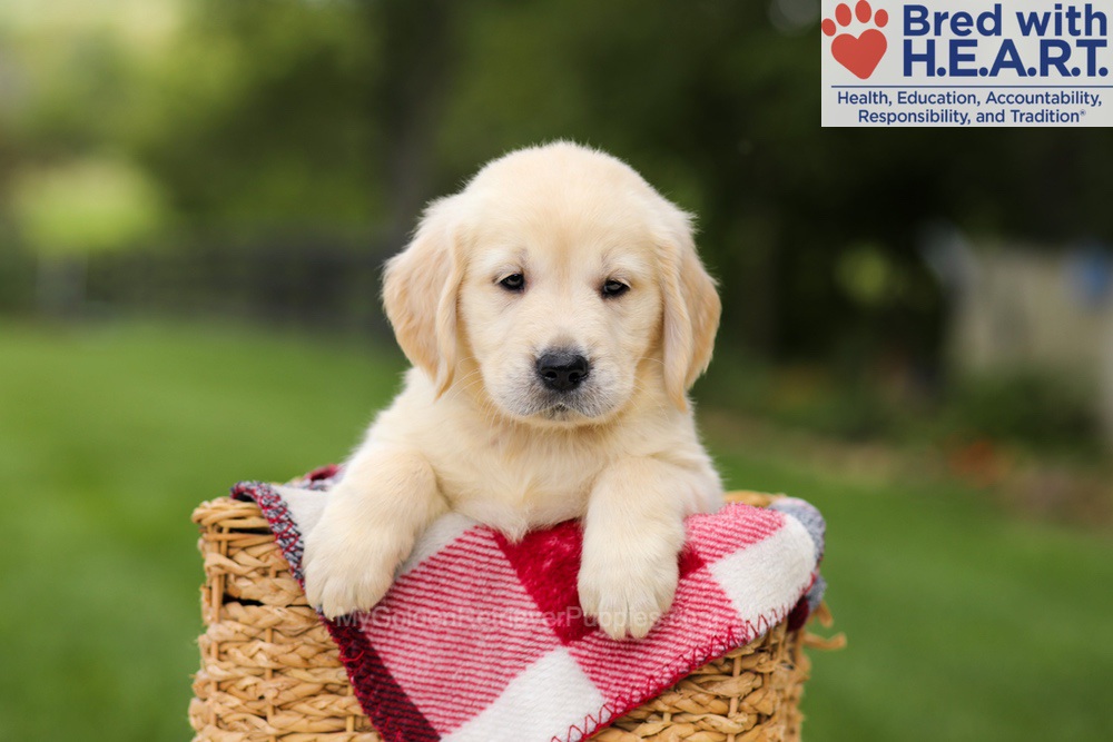 Nuka Image of Nuka, a Golden Retriever puppy