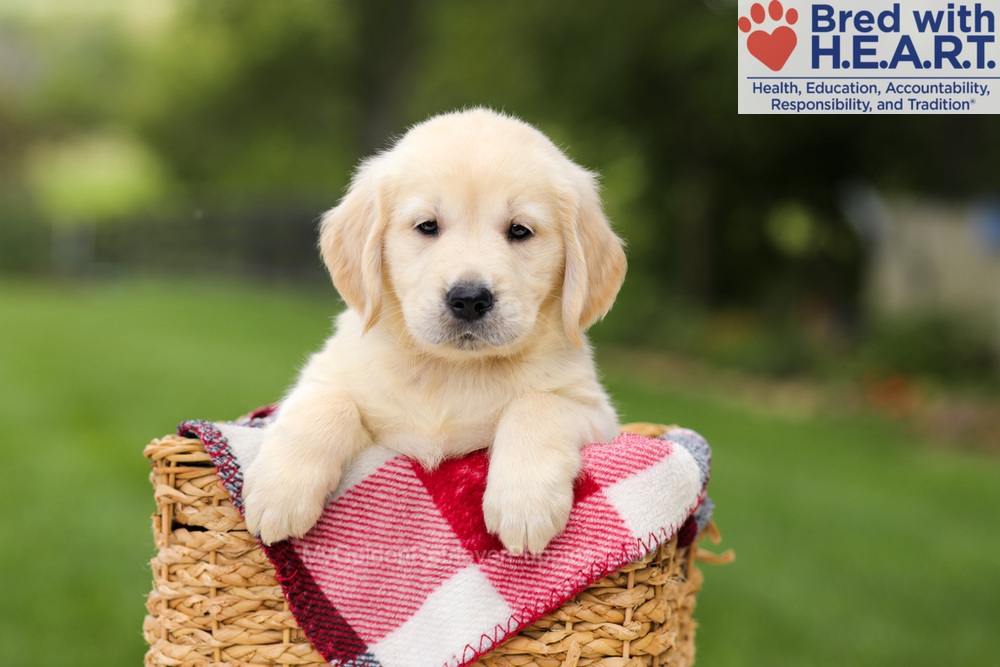Nuka Image of Nuka, a Golden Retriever puppy