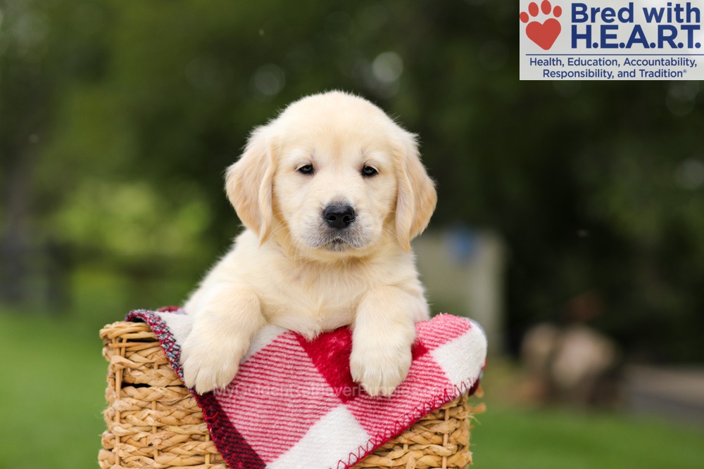 Nuka Image of Nuka, a Golden Retriever puppy