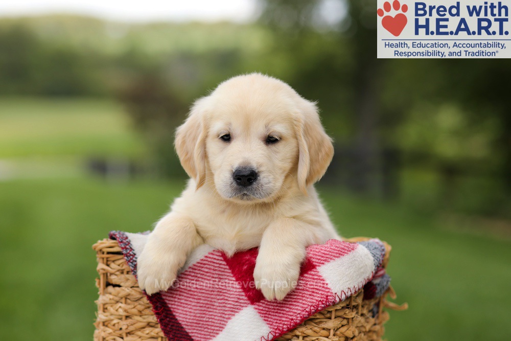 Nuka Image of Nuka, a Golden Retriever puppy