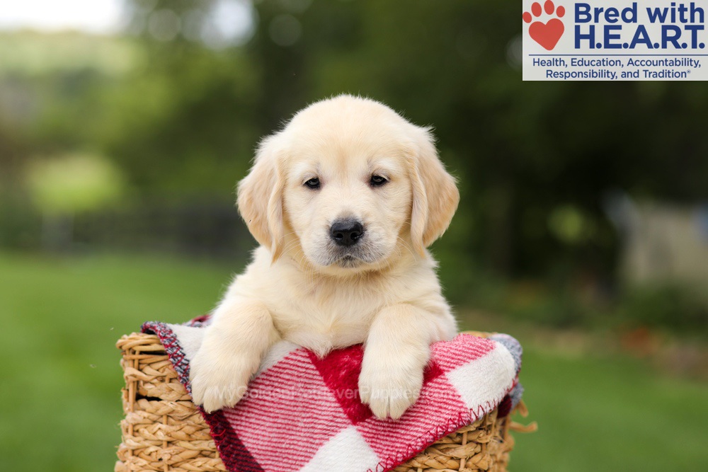 Nuka Image of Nuka, a Golden Retriever puppy