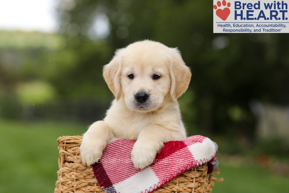 Nuka Image of Nuka, a Golden Retriever puppy