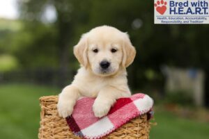 Image of Nuka, a Golden Retriever puppy