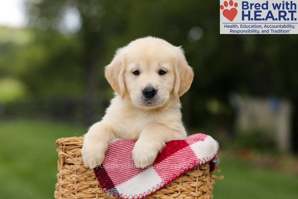Nuka Image of Nuka, a Golden Retriever puppy