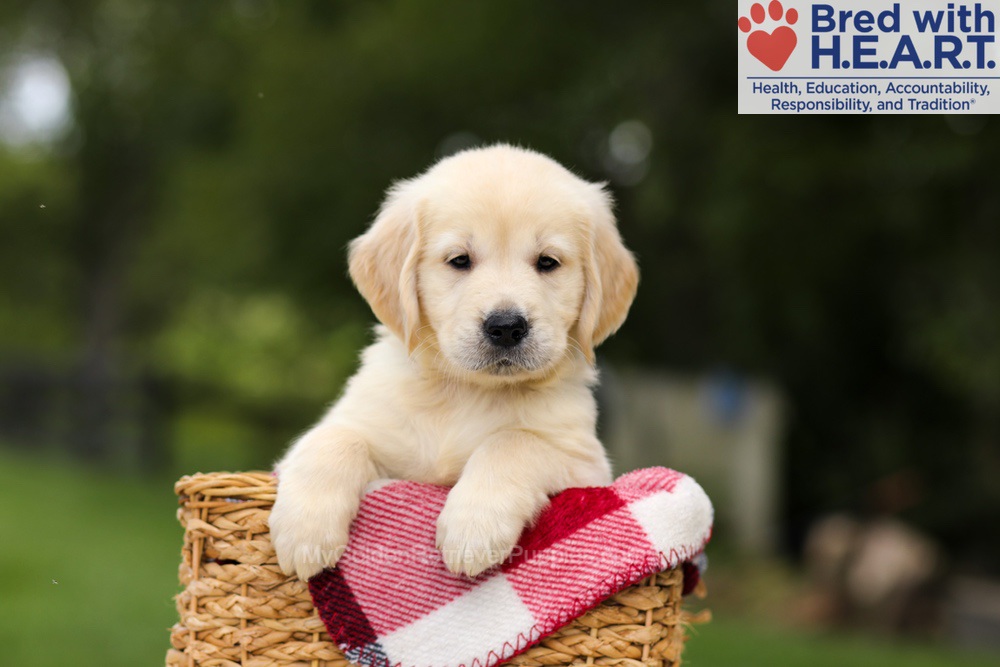 Nuka Image of Nuka, a Golden Retriever puppy