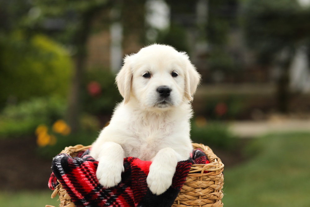 Nyla Image of Nyla, a Golden Retriever puppy