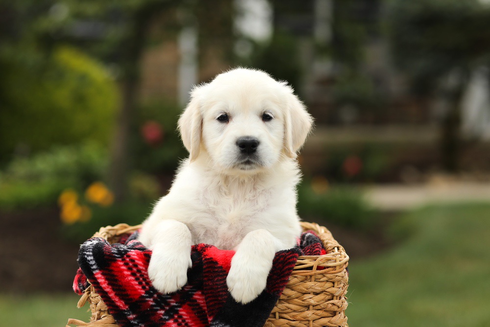 Nyla Image of Nyla, a Golden Retriever puppy