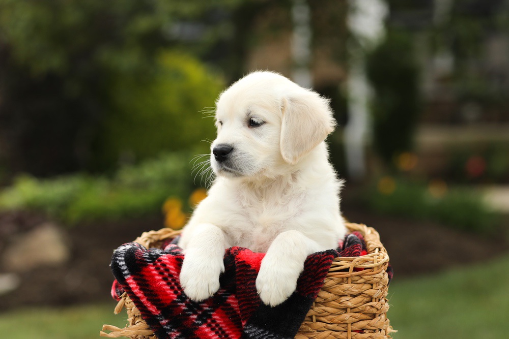 Nyla Image of Nyla, a Golden Retriever puppy