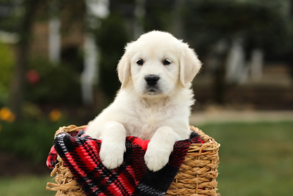 Nyla Image of Nyla, a Golden Retriever puppy