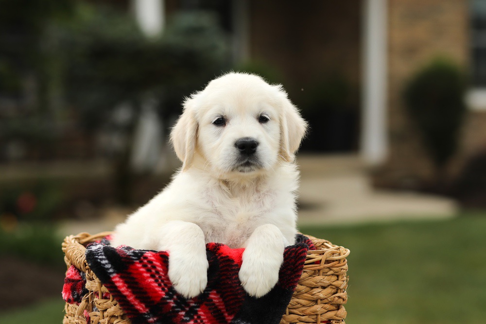 Nyla Image of Nyla, a Golden Retriever puppy