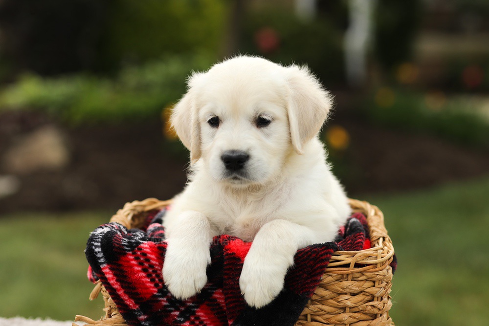 Nyla Image of Nyla, a Golden Retriever puppy