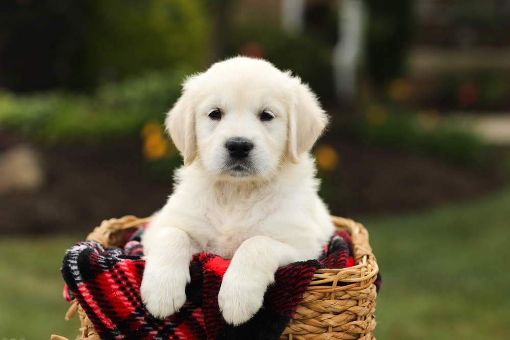 Nyla Image of Nyla, a Golden Retriever puppy