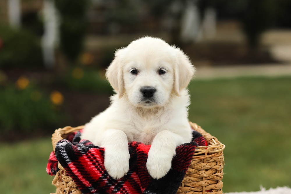 Nyla Image of Nyla, a Golden Retriever puppy