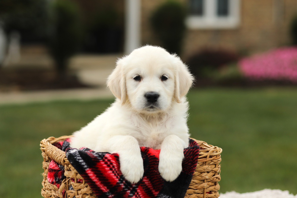 Nyla Image of Nyla, a Golden Retriever puppy