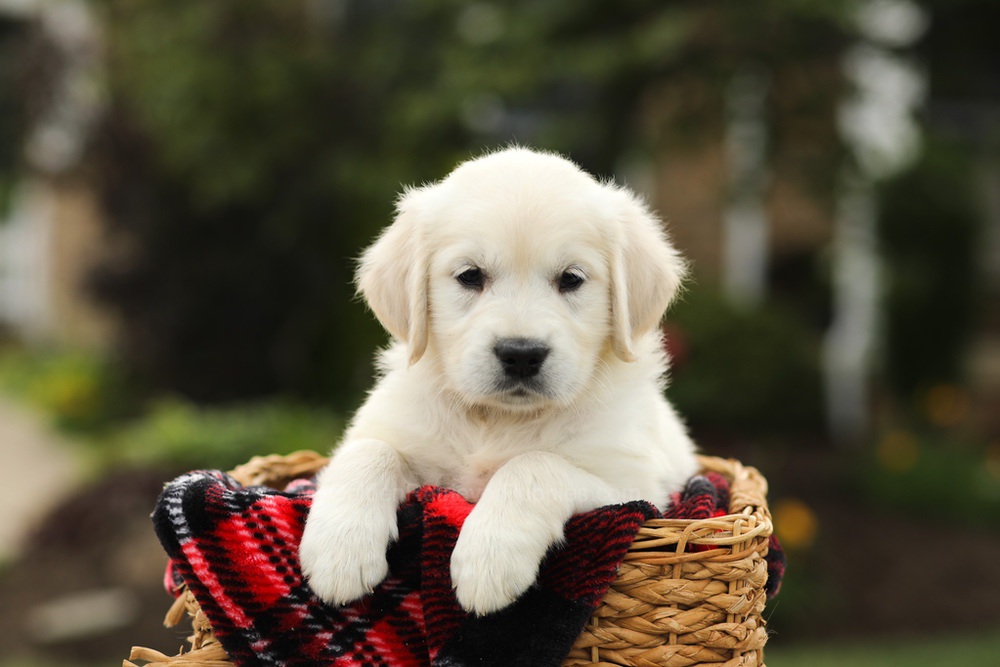 Nyla Image of Nyla, a Golden Retriever puppy