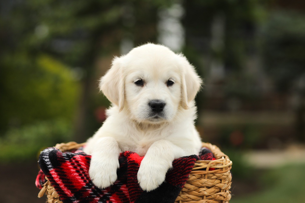 Nyla Image of Nyla, a Golden Retriever puppy