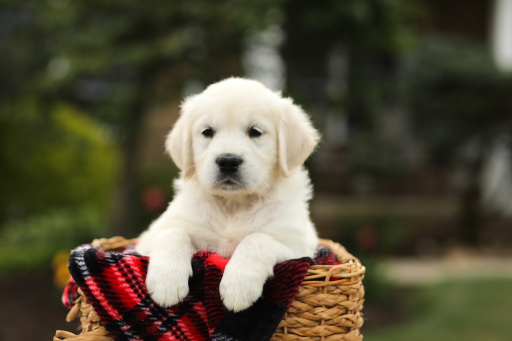 Nyla Image of Nyla, a Golden Retriever puppy