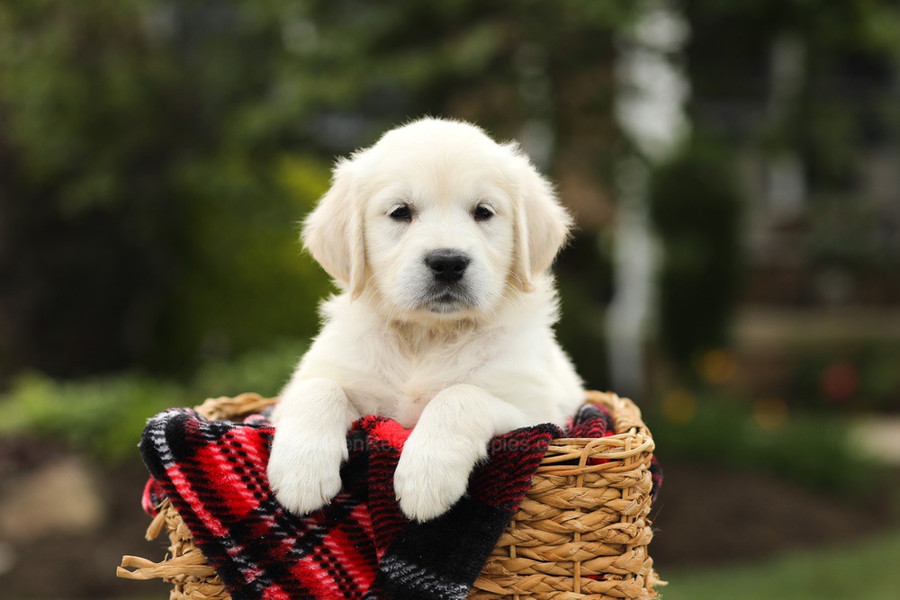 Nyla Image of Nyla, a Golden Retriever puppy