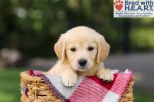 Image of Nyla, a Golden Retriever puppy