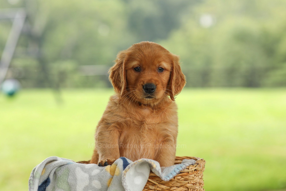 Ocean Image of Ocean, a Golden Retriever puppy