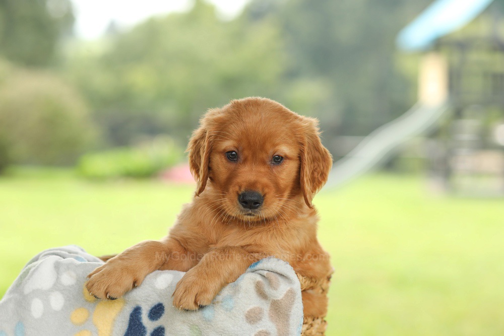 Ocean Image of Ocean, a Golden Retriever puppy