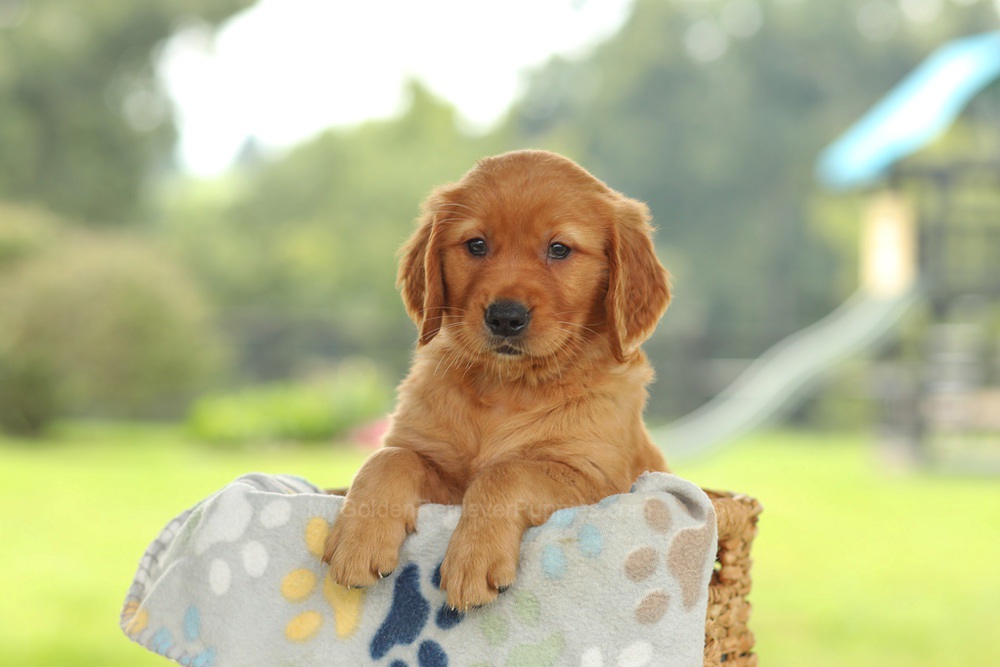 Ocean Image of Ocean, a Golden Retriever puppy