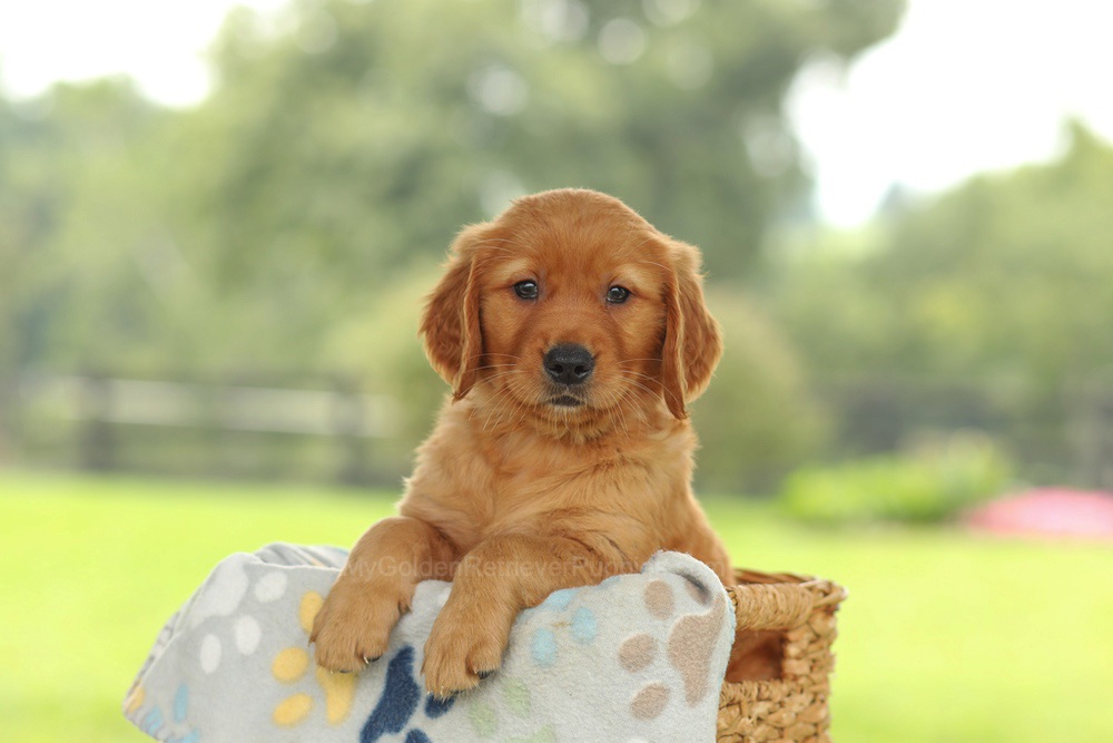 Ocean Image of Ocean, a Golden Retriever puppy