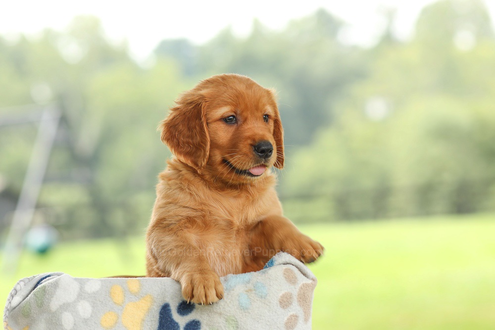 Ocean Image of Ocean, a Golden Retriever puppy