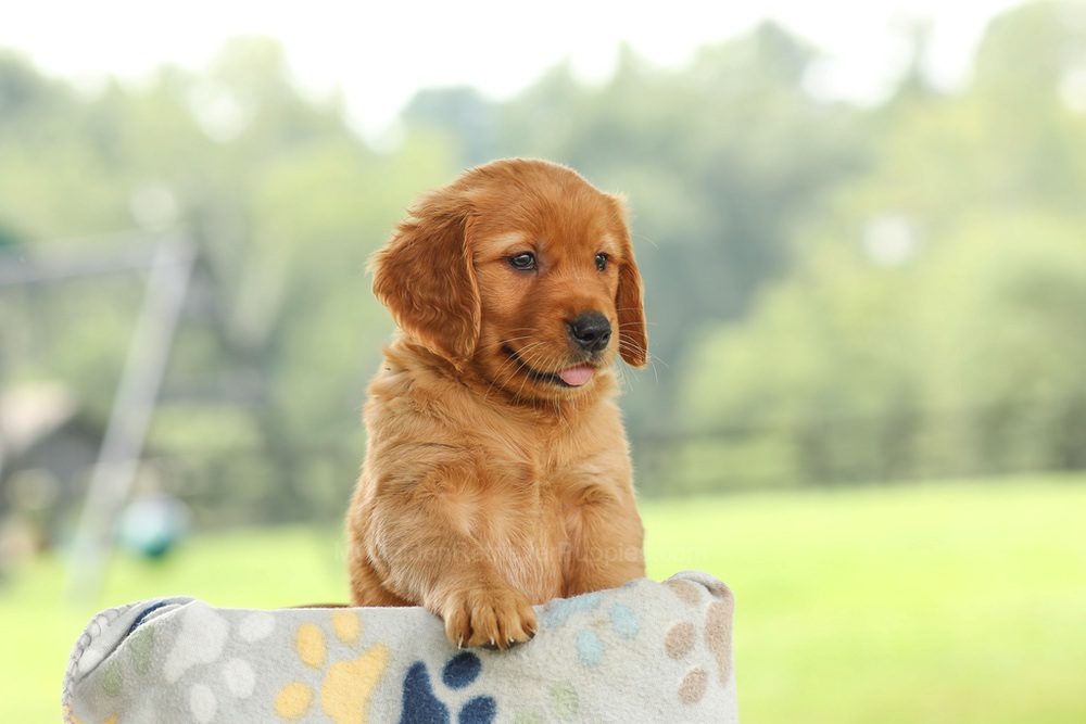 Ocean Image of Ocean, a Golden Retriever puppy