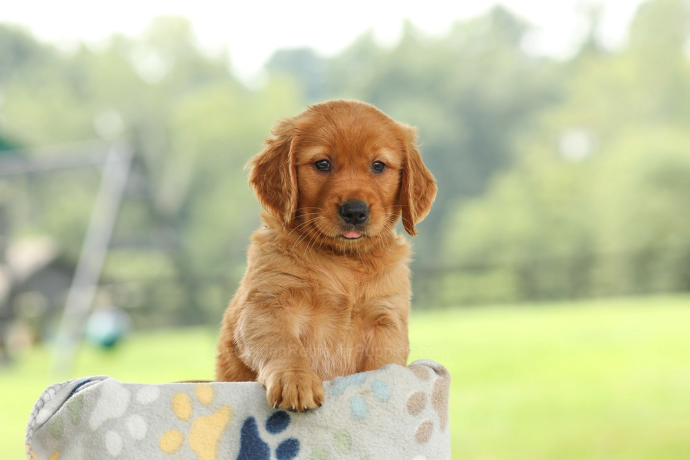 Ocean Image of Ocean, a Golden Retriever puppy