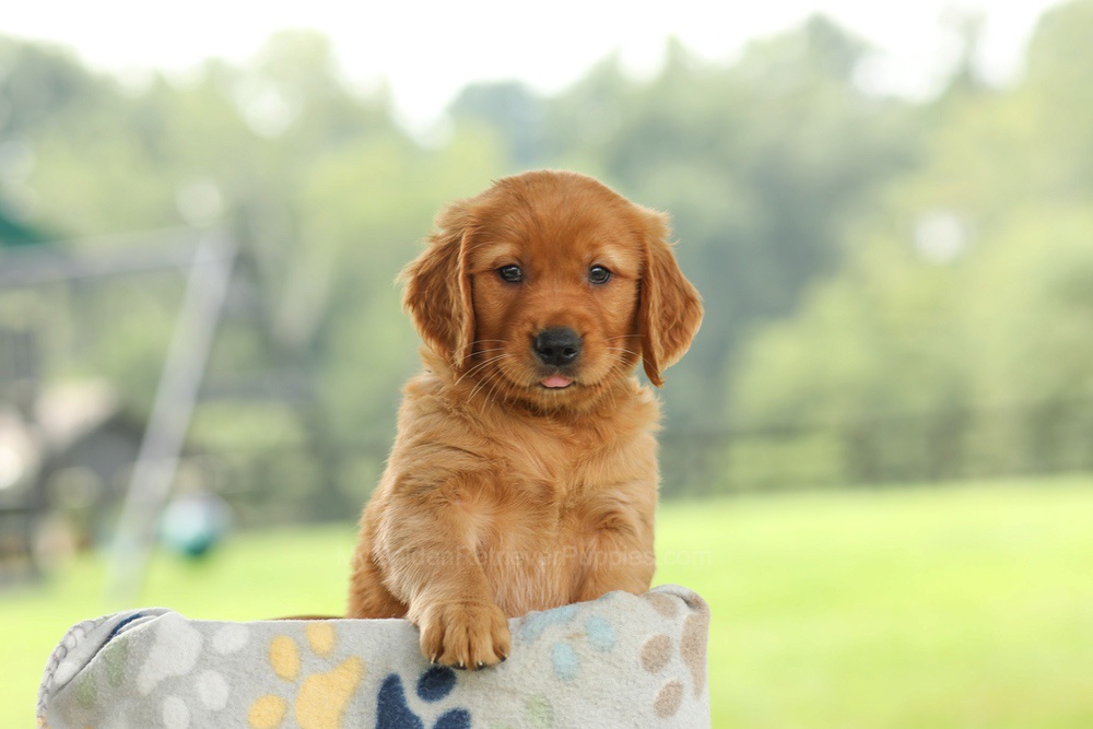 Ocean Image of Ocean, a Golden Retriever puppy