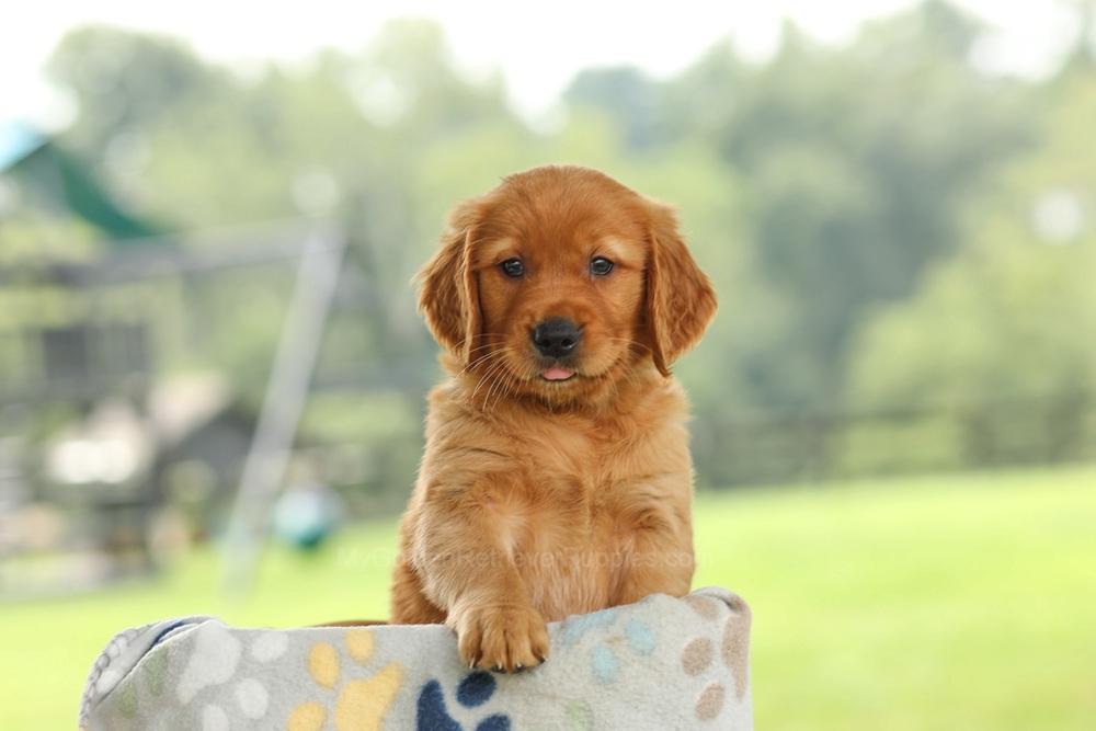 Ocean Image of Ocean, a Golden Retriever puppy