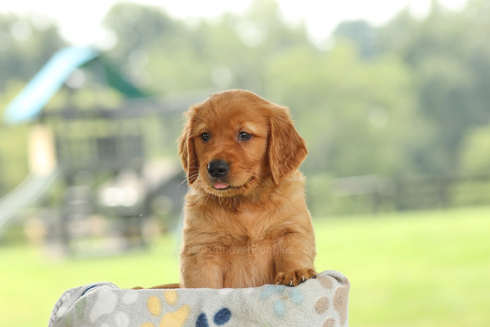 Ocean Image of Ocean, a Golden Retriever puppy