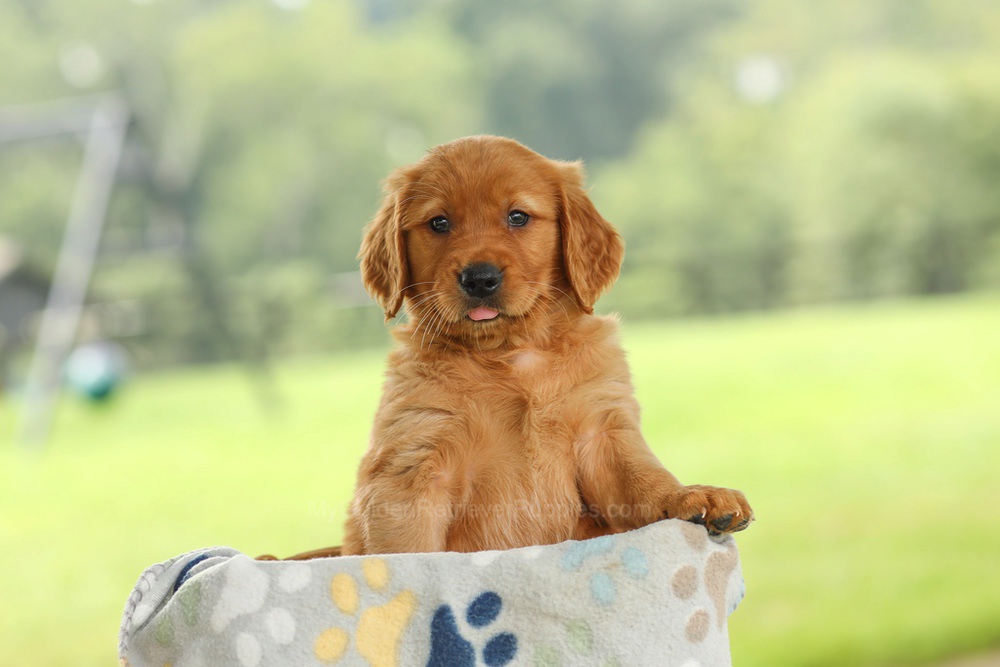 Ocean Image of Ocean, a Golden Retriever puppy