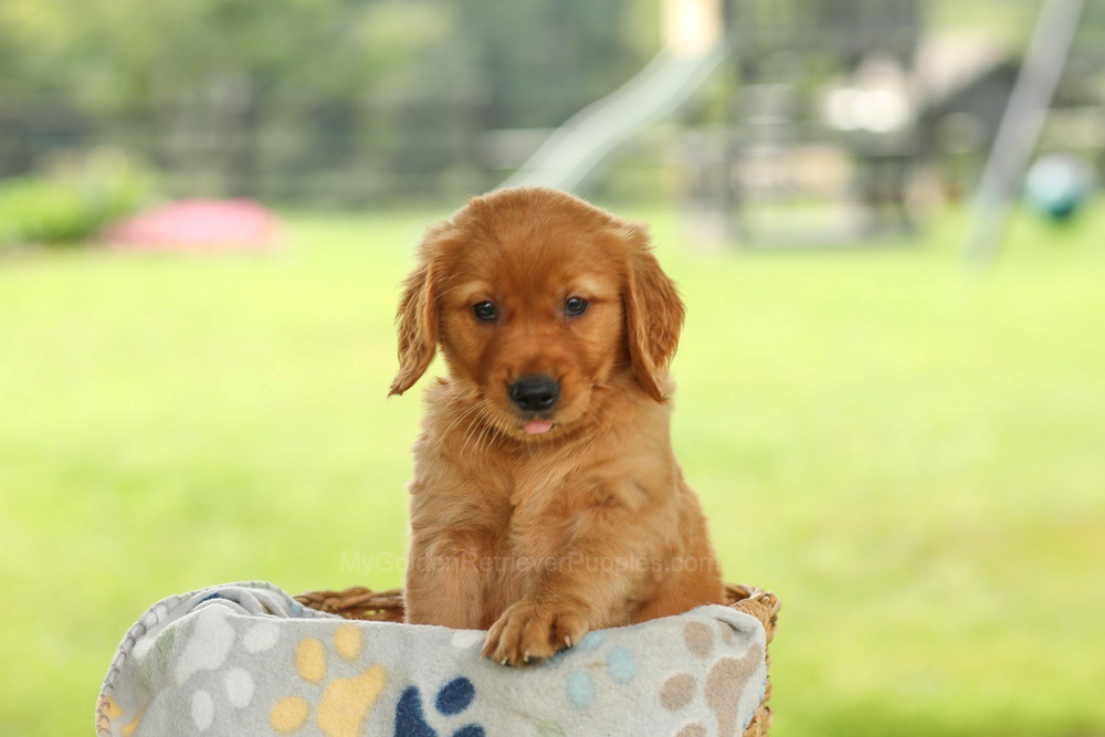 Ocean Image of Ocean, a Golden Retriever puppy