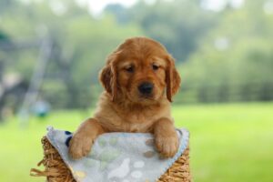 Image of Oliver, a Golden Retriever puppy