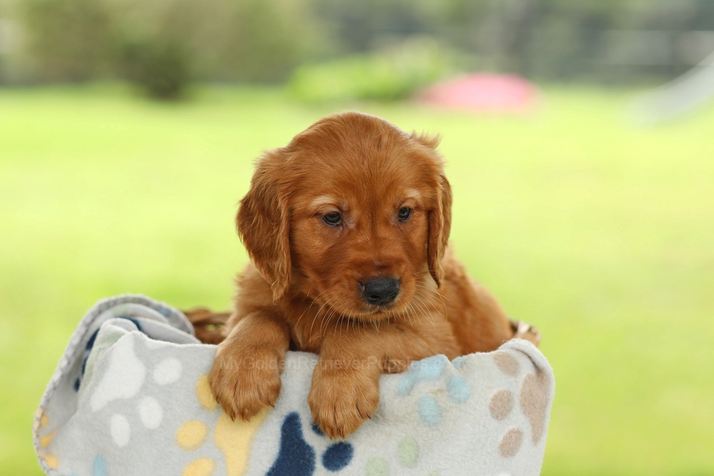 Omar Image of Omar, a Golden Retriever puppy