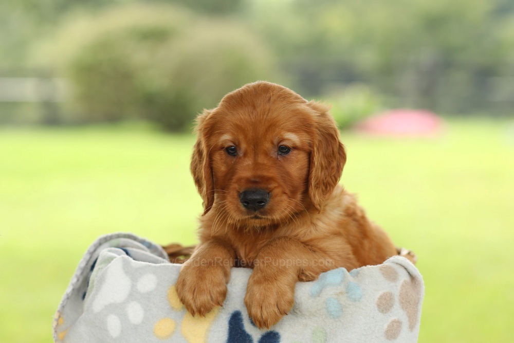 Omar Image of Omar, a Golden Retriever puppy
