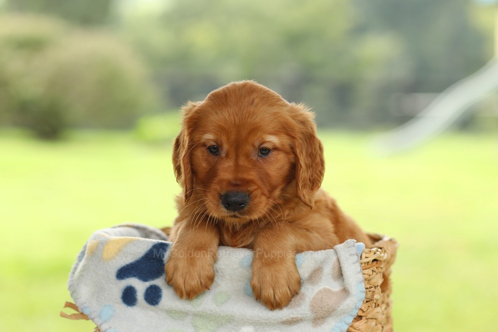 Omar Image of Omar, a Golden Retriever puppy