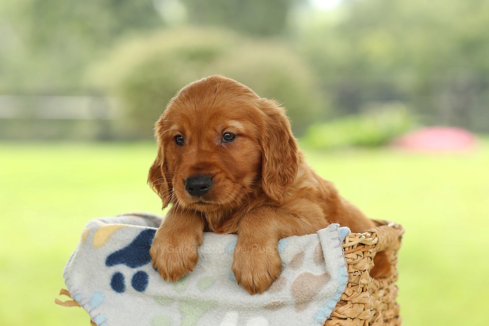 Omar Image of Omar, a Golden Retriever puppy