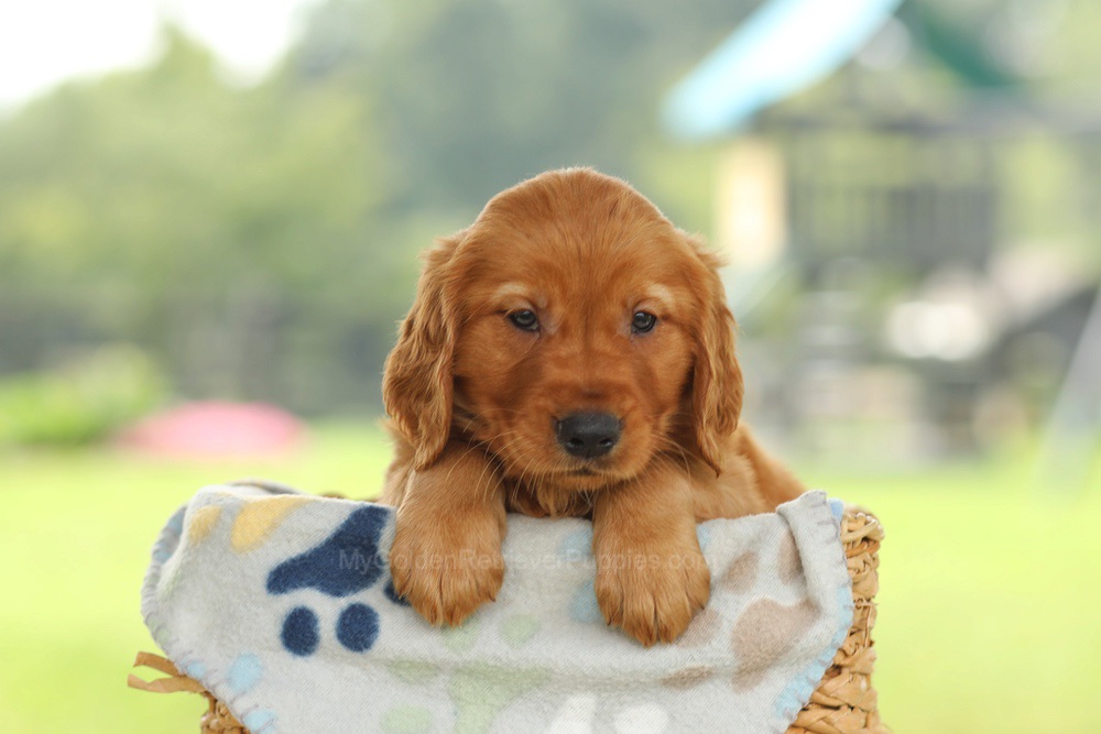 Omar Image of Omar, a Golden Retriever puppy