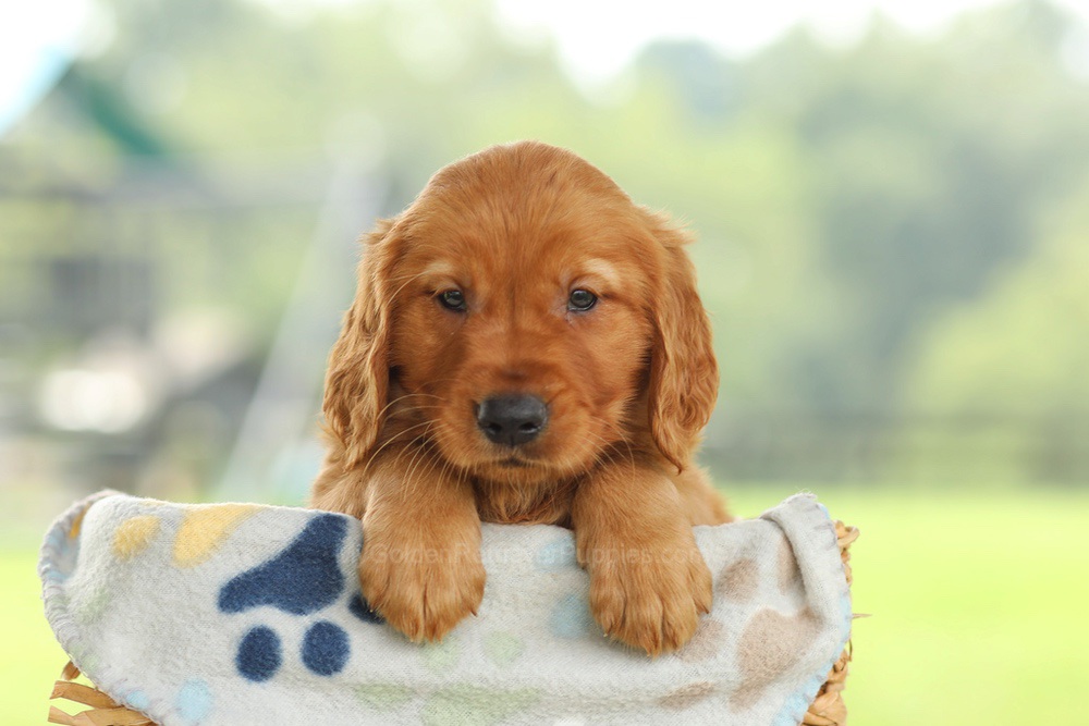 Omar Image of Omar, a Golden Retriever puppy