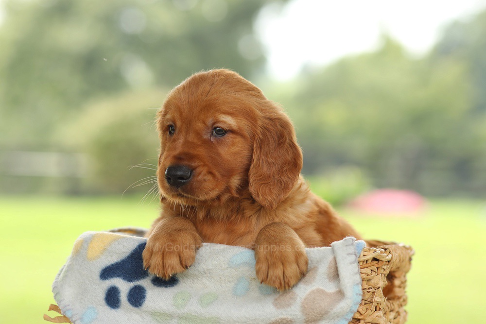 Omar Image of Omar, a Golden Retriever puppy